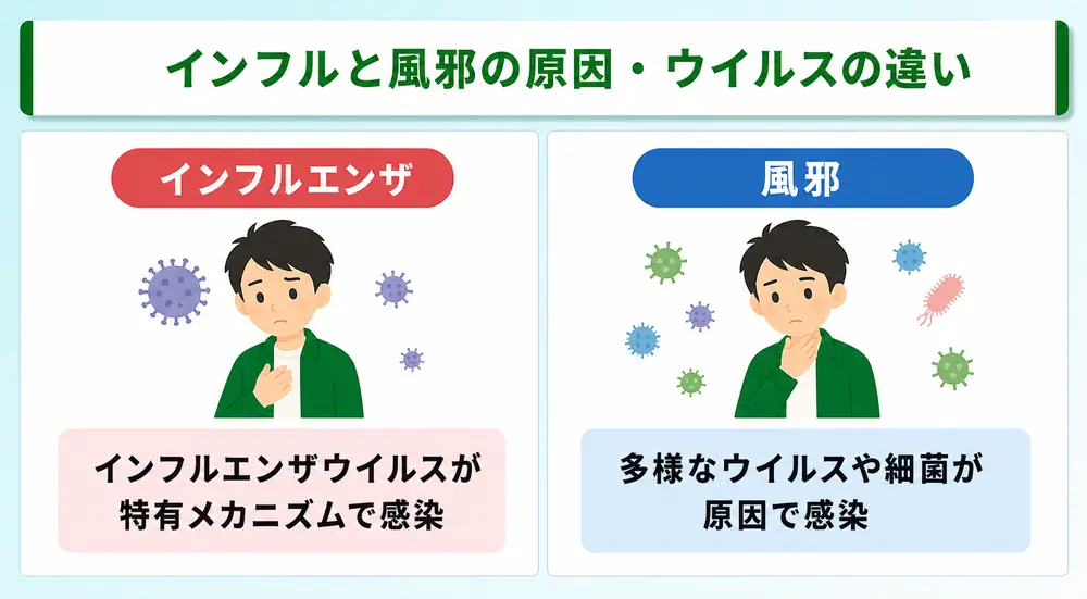 インフルと風邪の原因・ウイルスの違い